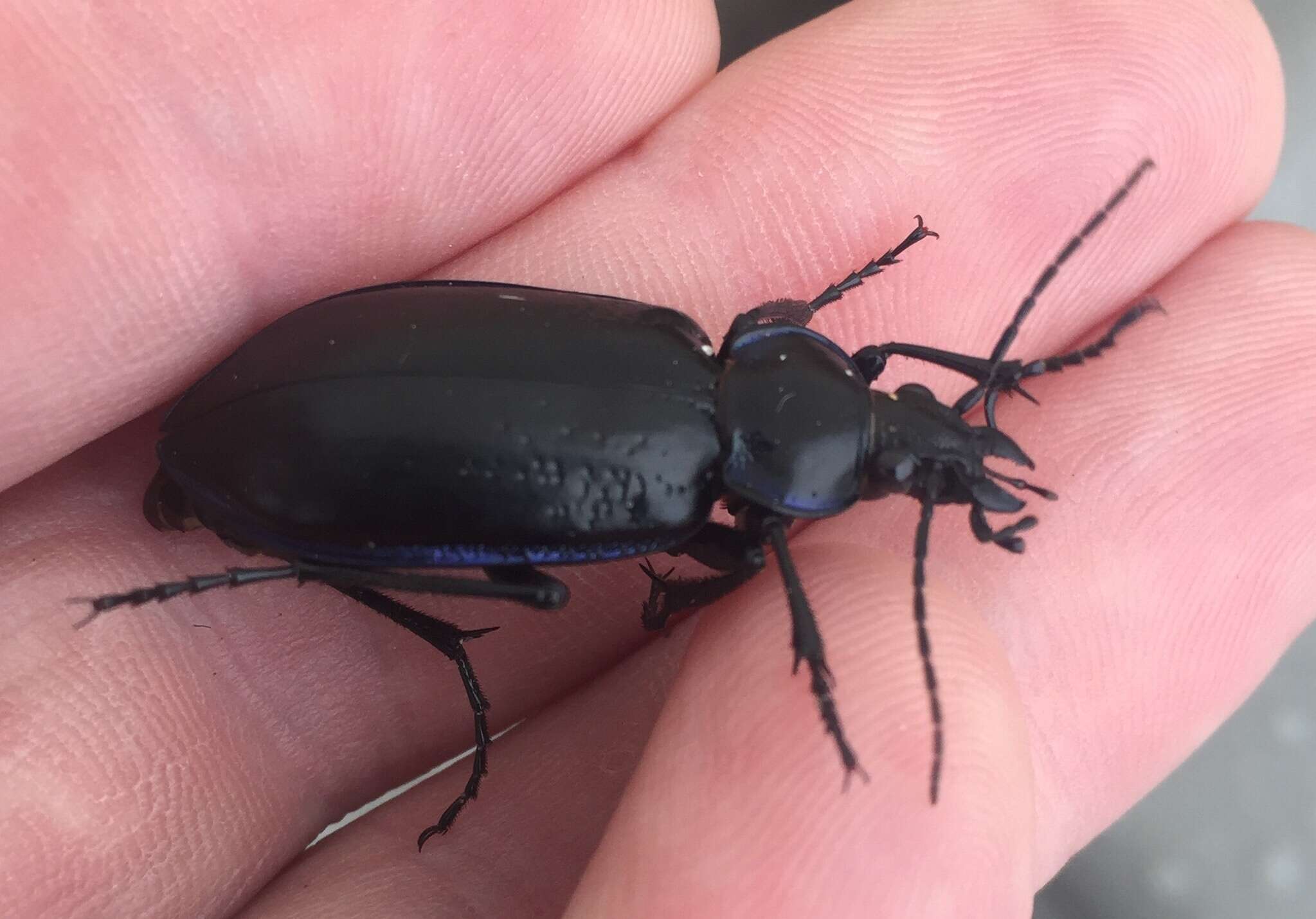 Image of Calosoma (Callitropa) macrum Le Conte 1853