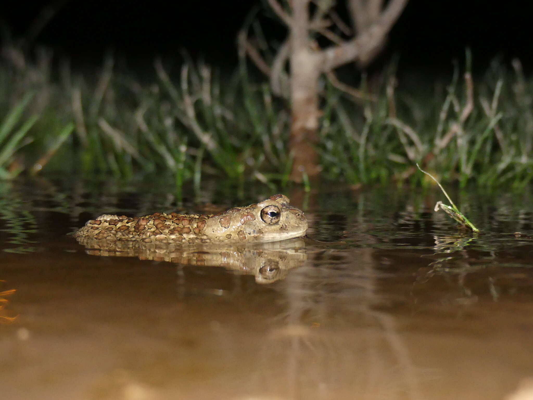 Image of Berber Toad