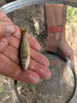 Image of Yaqui Chub