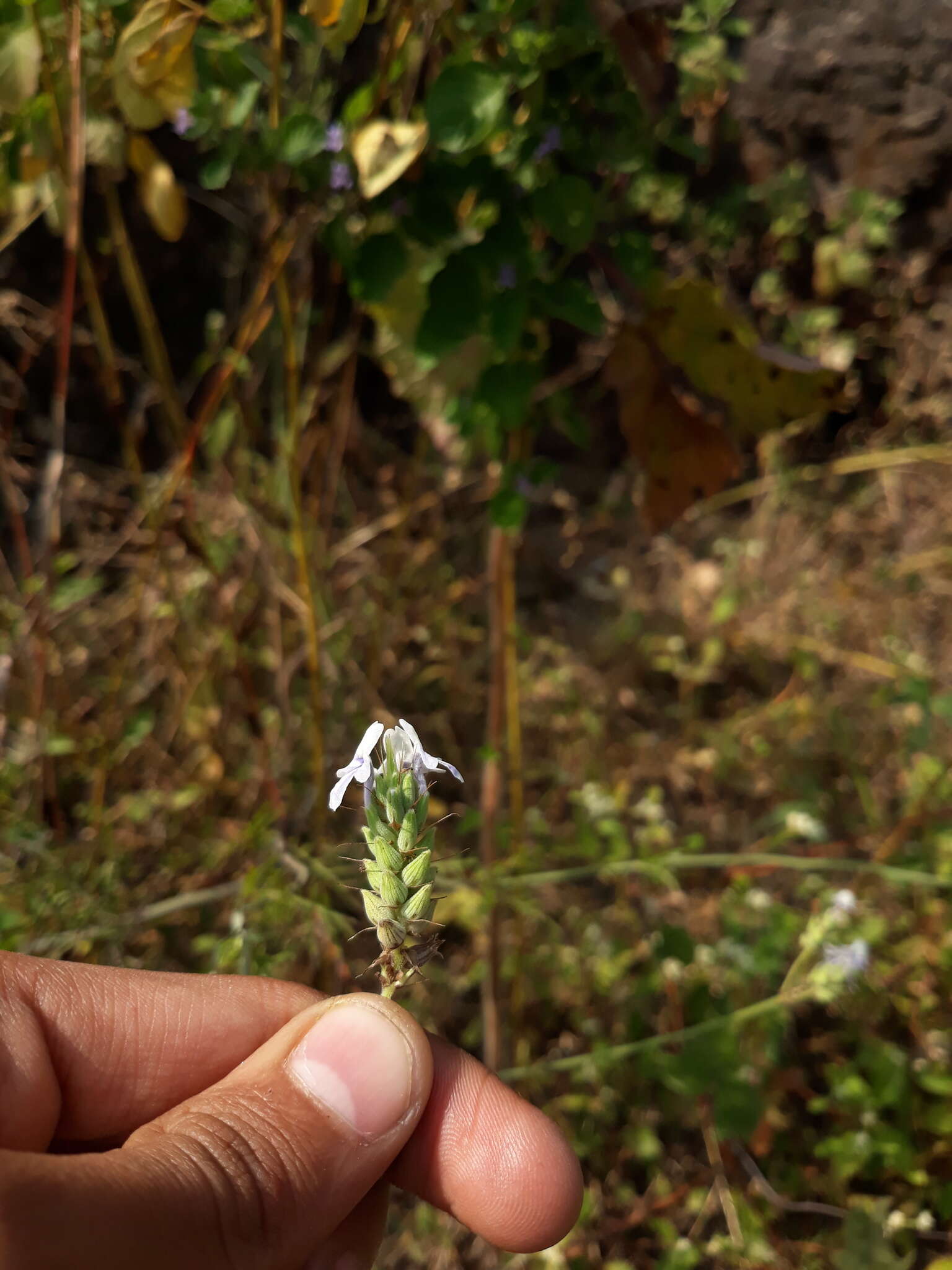 Image of Lavandula bipinnata (Roth) Kuntze