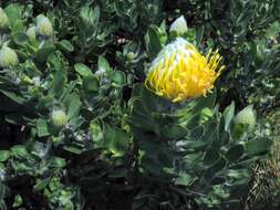 Image of Leucospermum conocarpodendron subsp. conocarpodendron