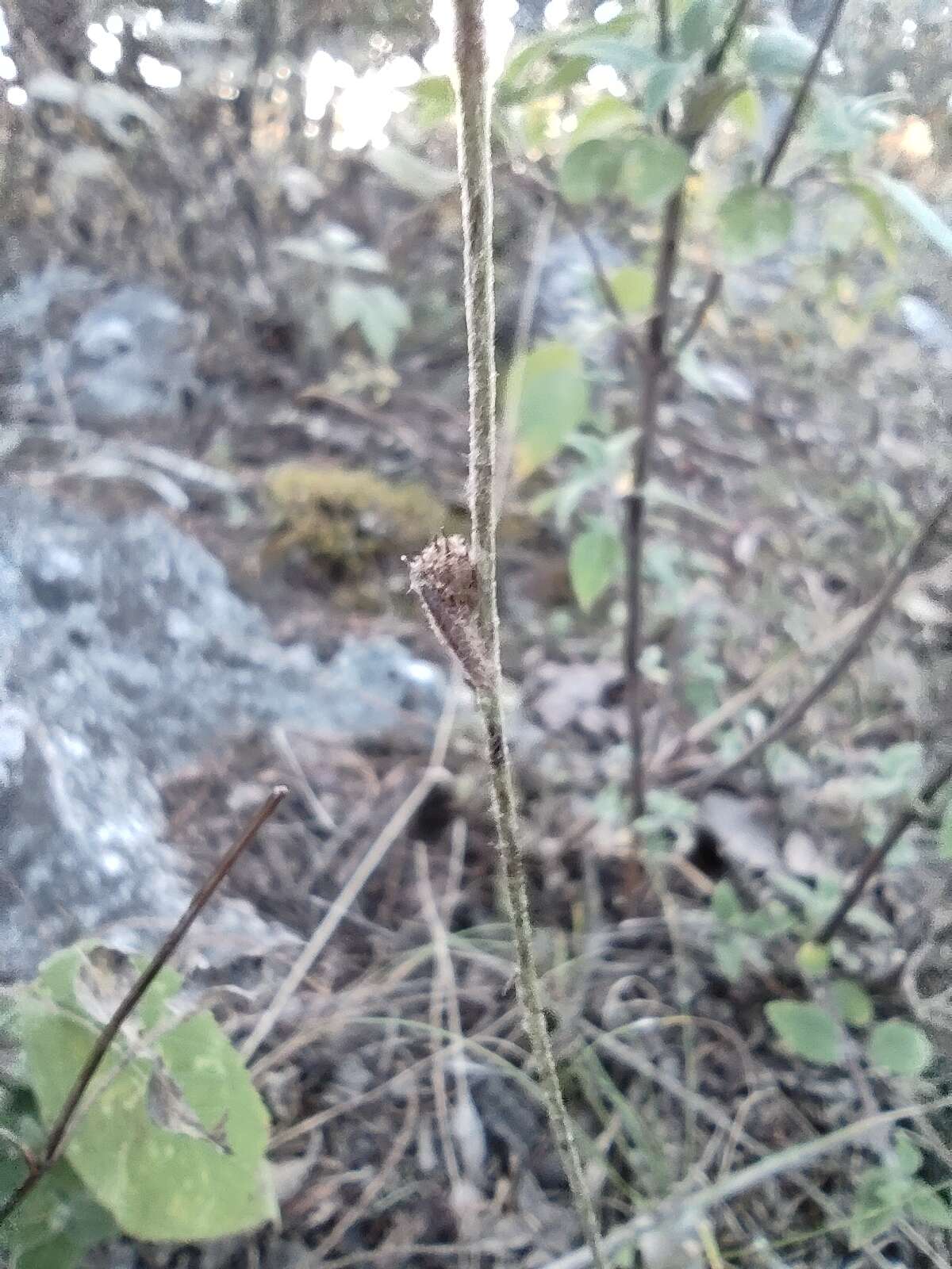 Plancia ëd Acourtia tenoriensis B. L. Turner