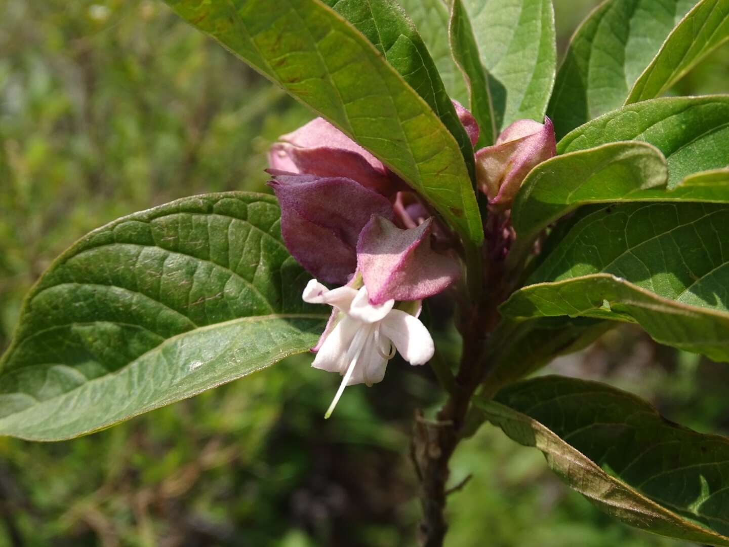 Image of Clerodendrum fortunatum L.