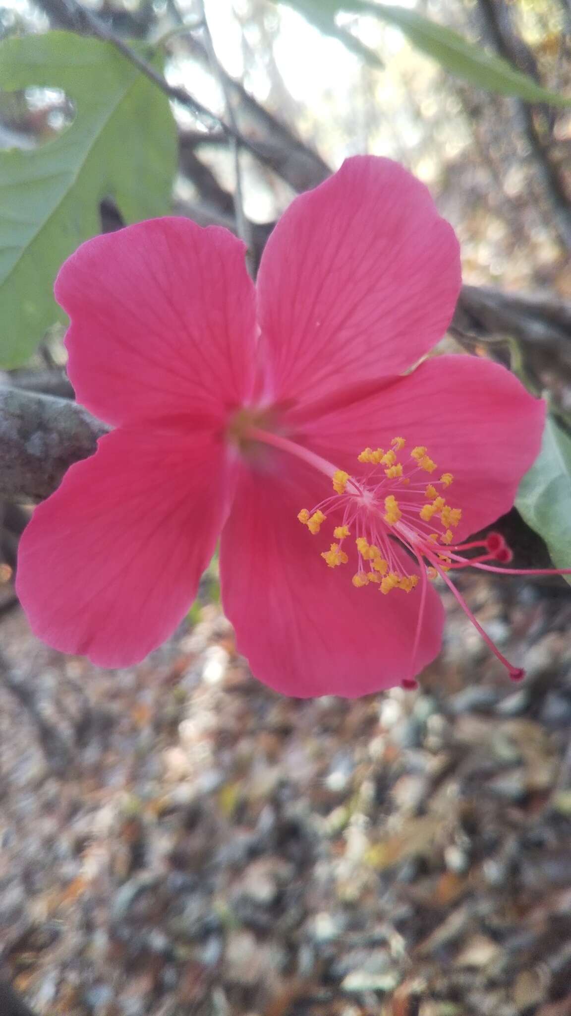 Sivun Hibiscus grandidieri Baill. kuva