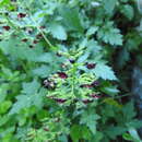 Image of Scrophularia heterophylla Willd.