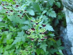 Image of Scrophularia heterophylla Willd.