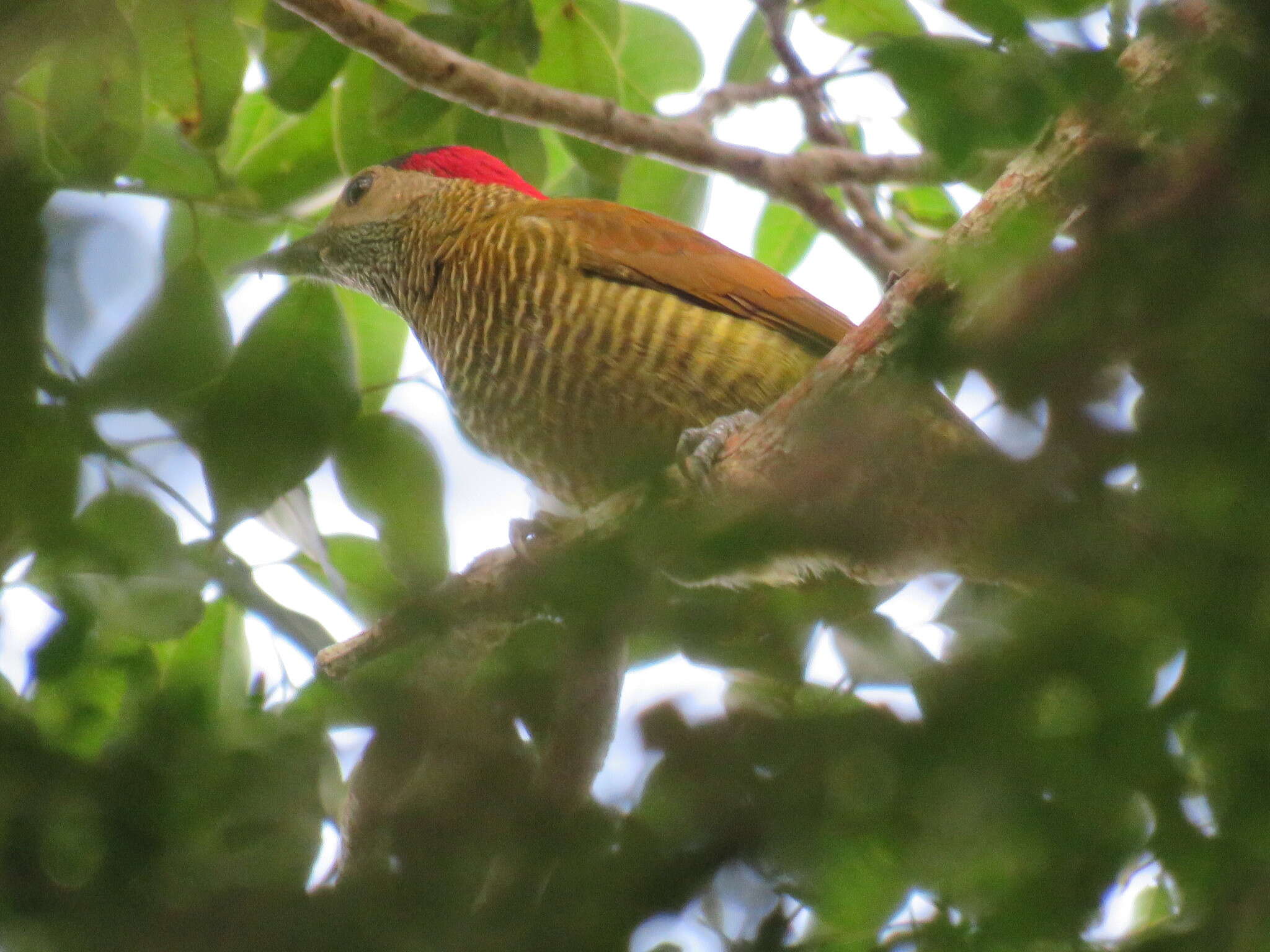 Image of Golden-olive Woodpecker