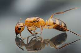 Image of Hawaiian carpenter ant