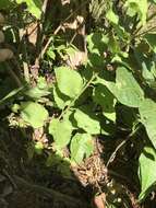 Image of autumn goldenrod