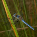 Image of Aethiothemis solitaria Martin 1908