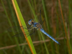 Слика од Aethiothemis solitaria Martin 1908