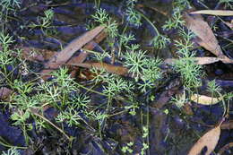 Image of Ranunculus inundatus R. Br. ex DC.