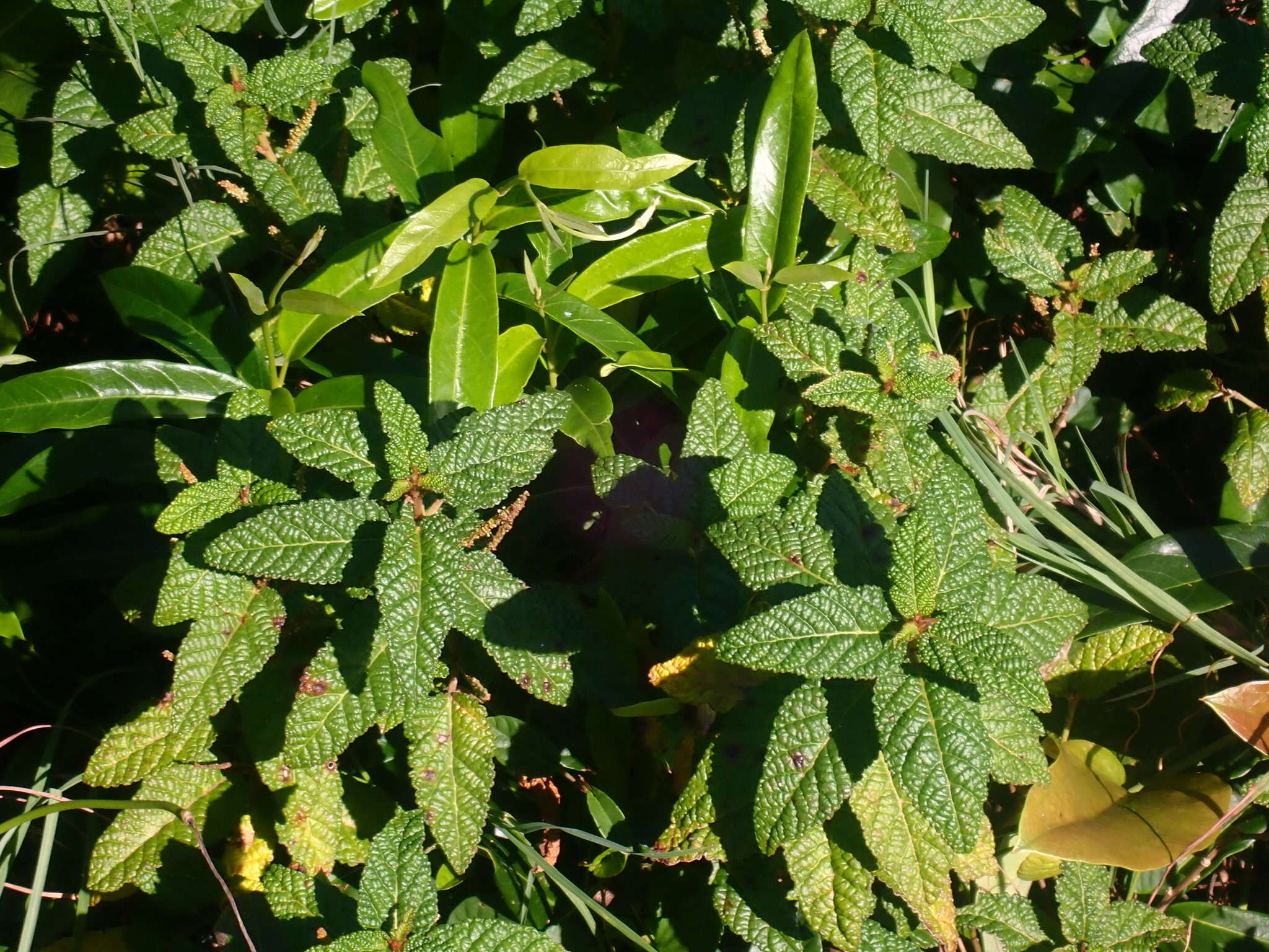 Image of Acalypha nemorum F. Muell. ex Müll. Arg.