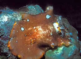 Image of Platydoris ocellata Dorgan, Valdés & Gosliner 2002