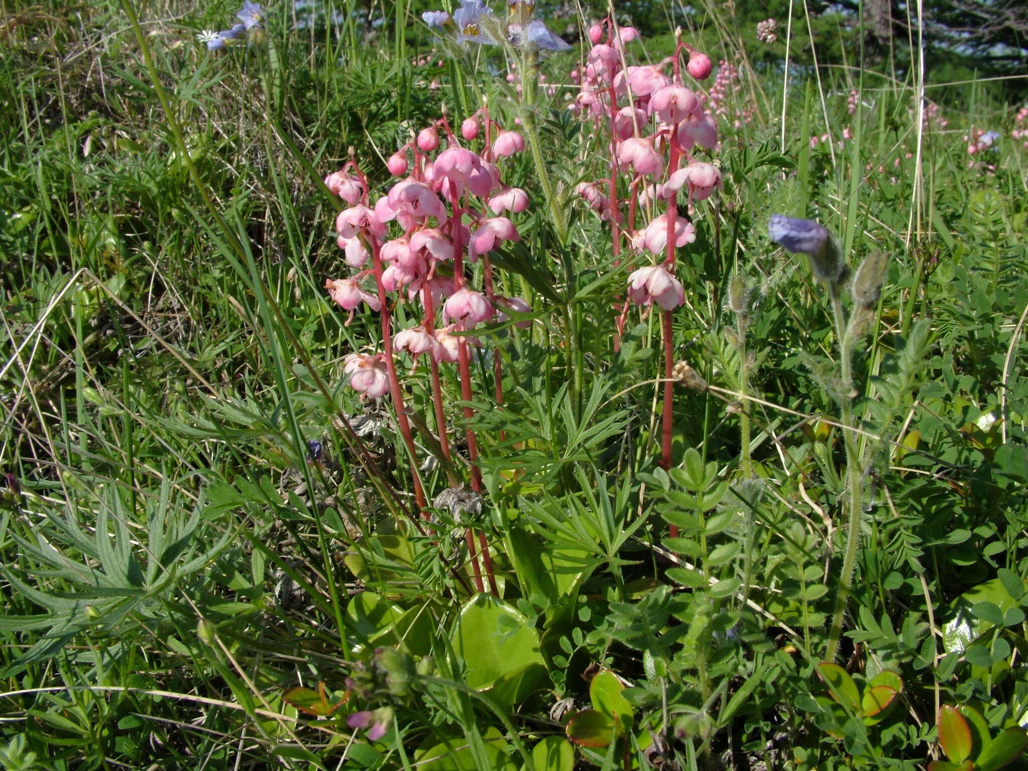 Image of liverleaf wintergreen