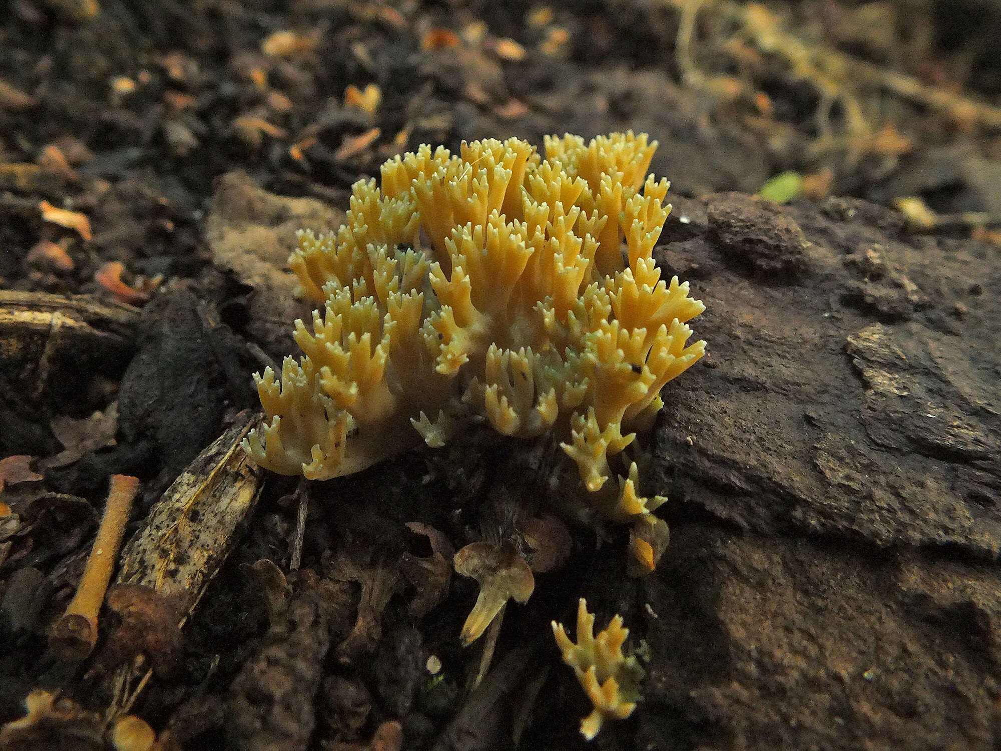 Image of Phaeoclavulina echinovirens (Corner, K. S. Thind & Dev) Giachini 2011