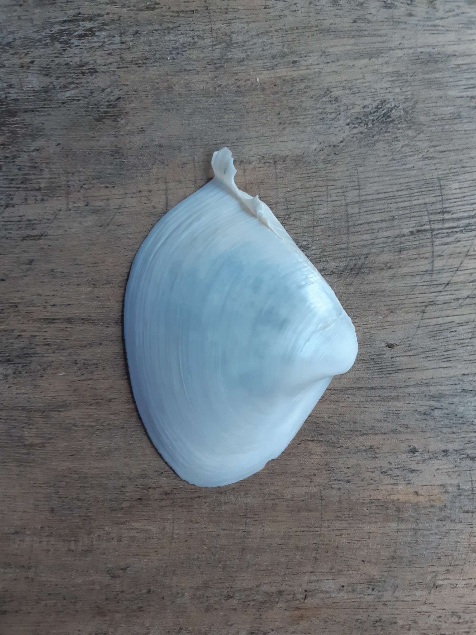 Image of winged surfclam