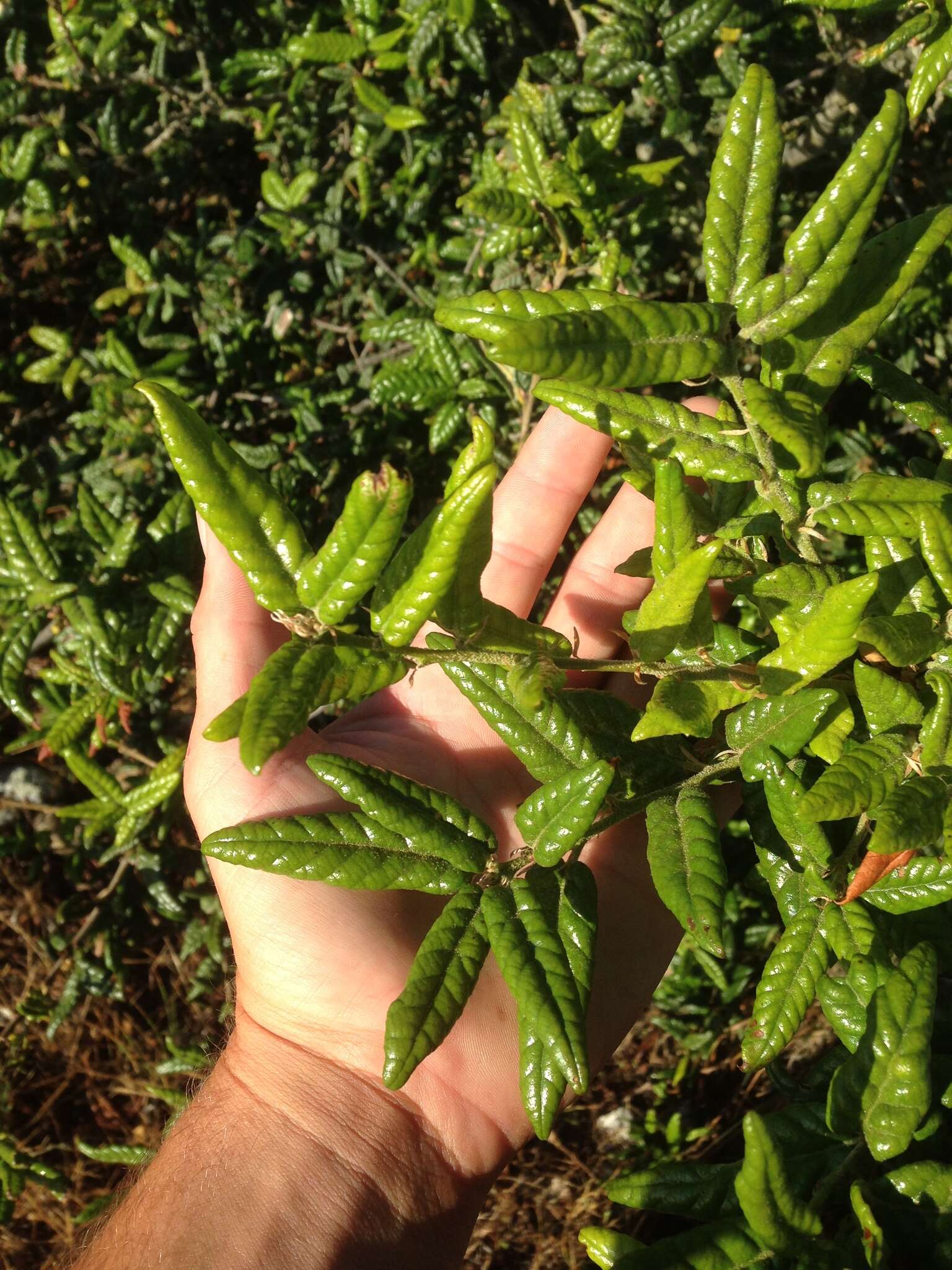 Image of island live oak