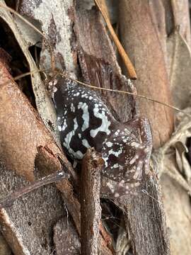 Image of Bibron’s Toadlet