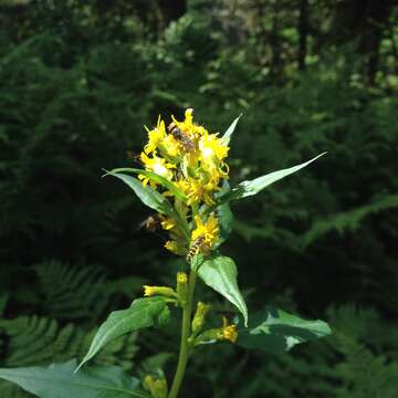 Image of largeleaf goldenrod