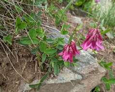 Image de <i>Trifolium brandegeei</i>