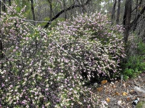 Image of Boronia splendida M. F. Duretto