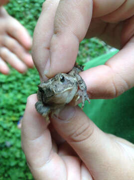 Imagem de Anaxyrus americanus (Holbrook 1836)