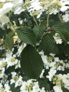 Image of Viburnum plicatum var. tomentosum (Thunb. ex Murray) Miq.