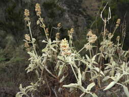 Image of Sideritis dendrochahorra Bolle