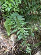 Image of Taper-Tip Spleenwort