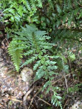 Image de Asplenium acuminatum Hook. & Arn.