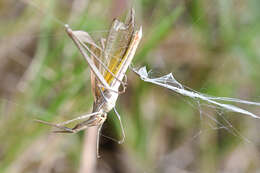 Plancia ëd Cannula gracilis (Burmeister & H. 1838)