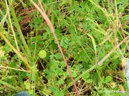 Image of snail medick