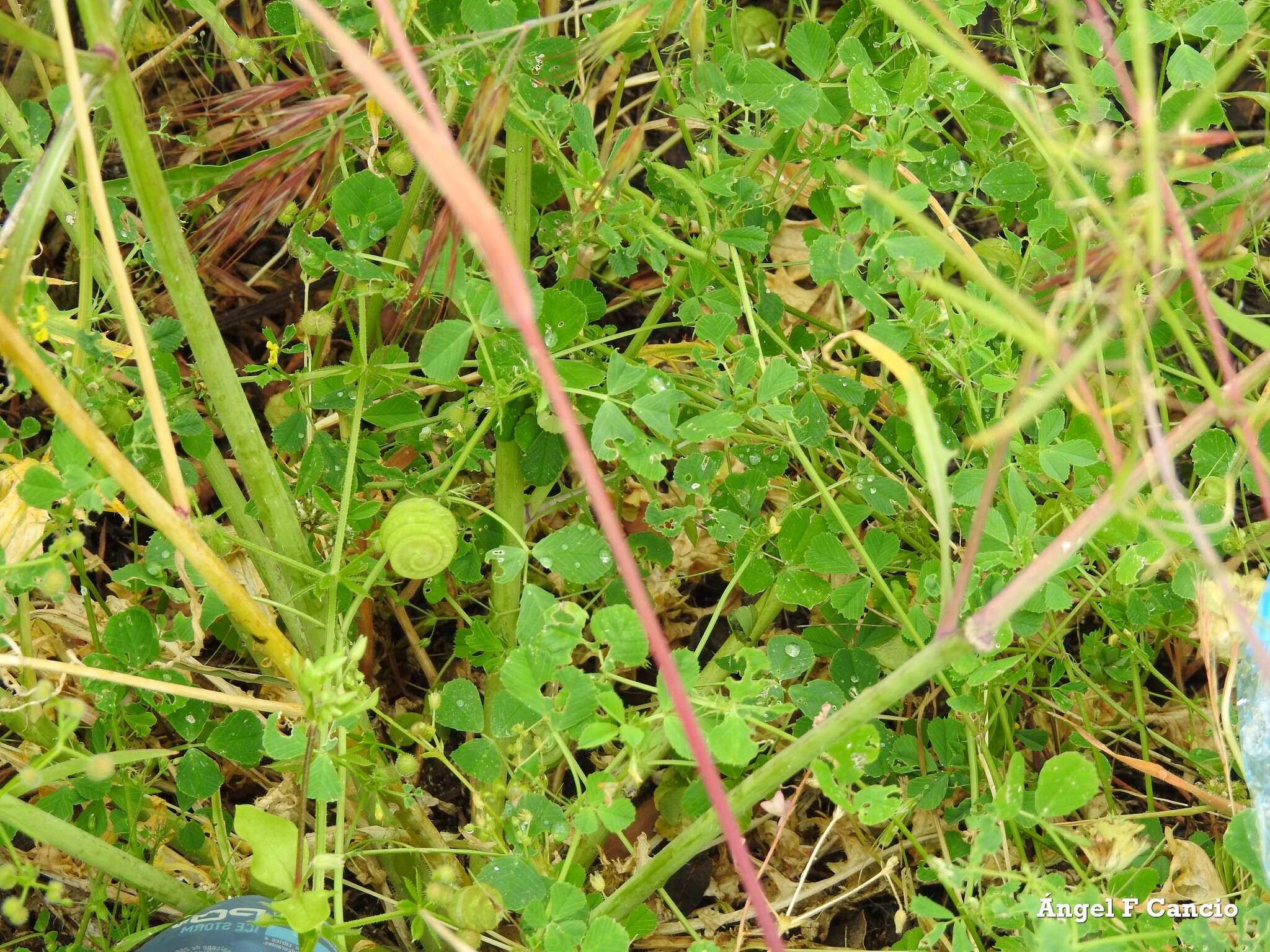 Image of snail medick