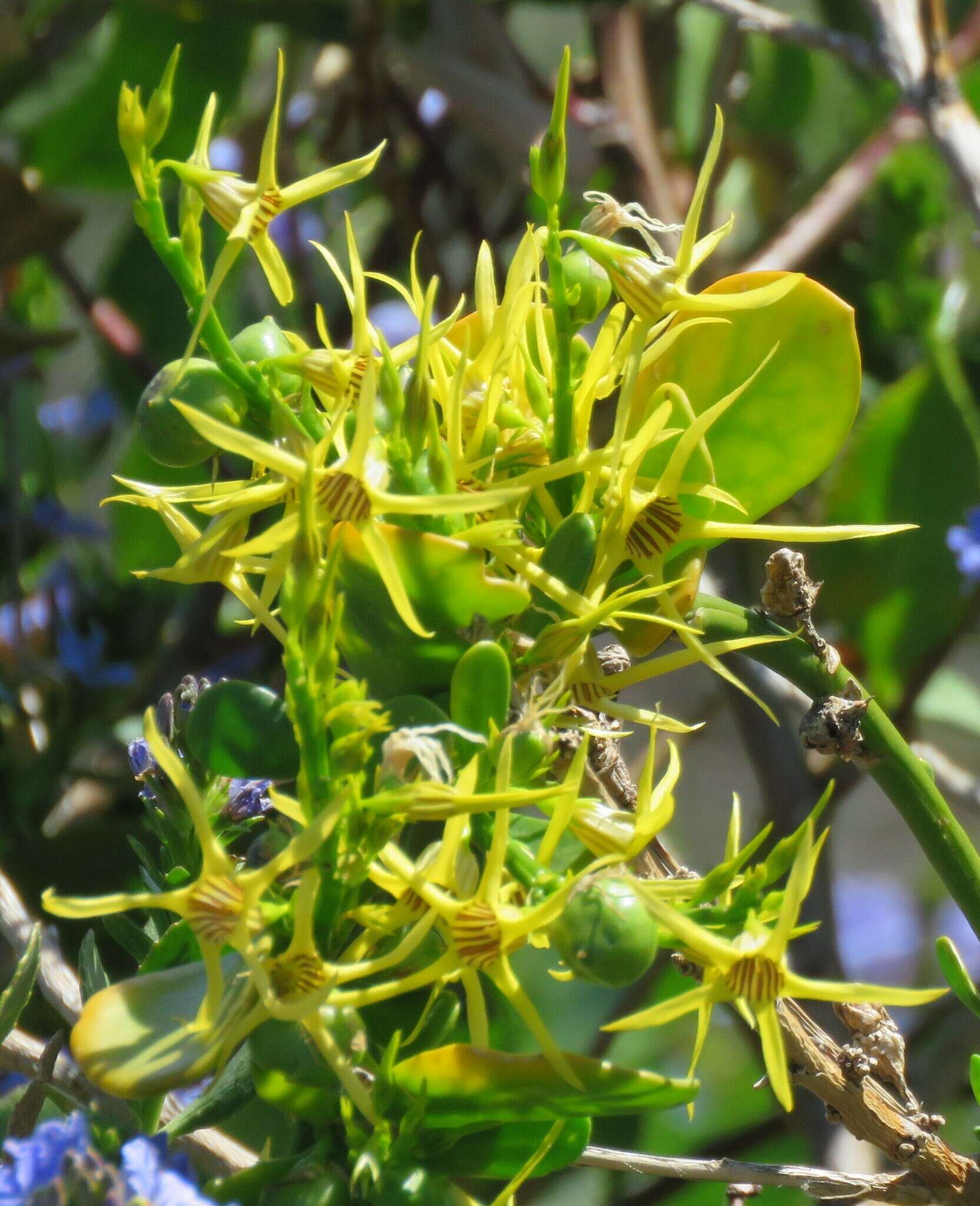 Image of Anthocercis littorea Labill.