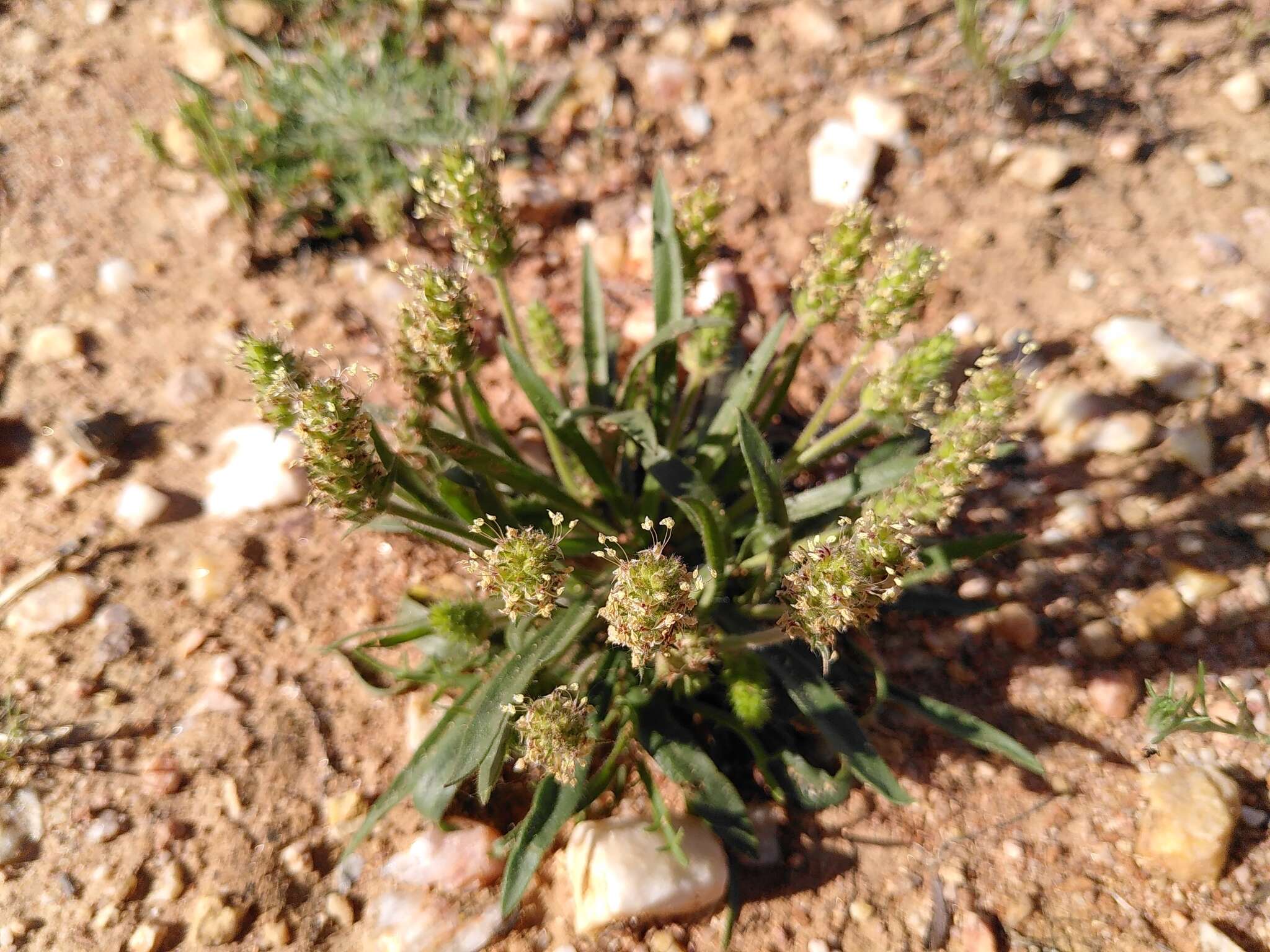 Image of Plantago bellardii All.