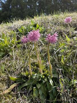 Image of Oriental Swamp Pink