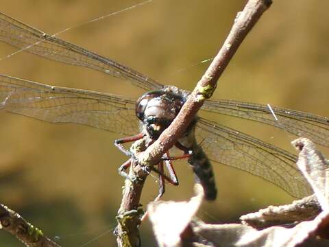 Image of Austroaeschna subapicalis Theischinger 1982