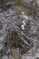 Image of Stylidium rigidulum Sond.