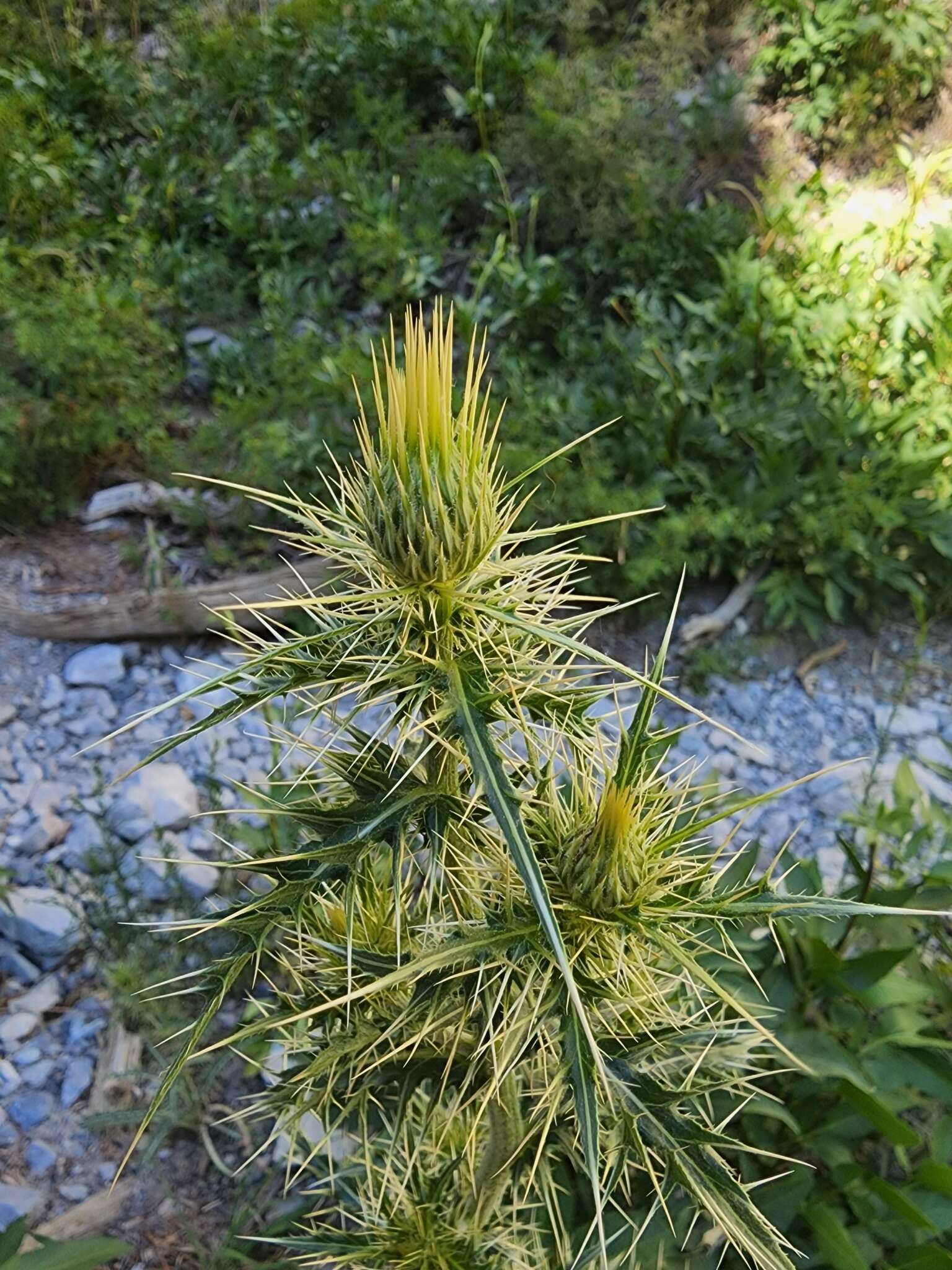 Image of whitespine thistle