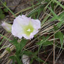 صورة Ipomoea thurberi A. Gray