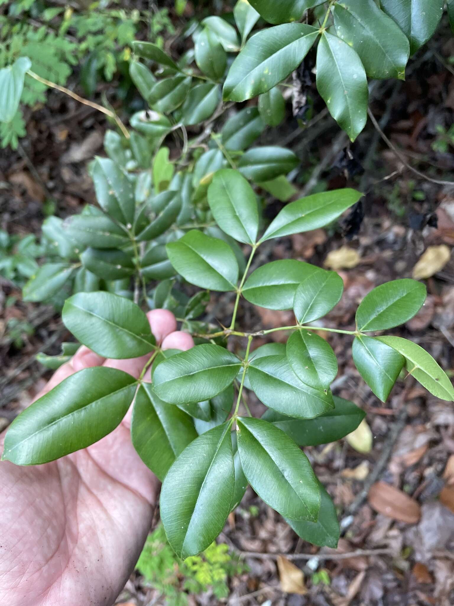 Image de Zanthoxylum punctatum Vahl