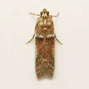 Image of Acrobasis ostryella Ely 1913