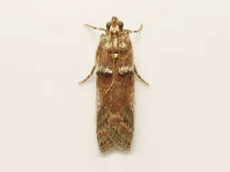 Acrobasis ostryella Ely 1913 resmi