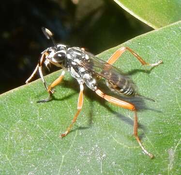 Image of Baryceros fortis (Cresson 1878)