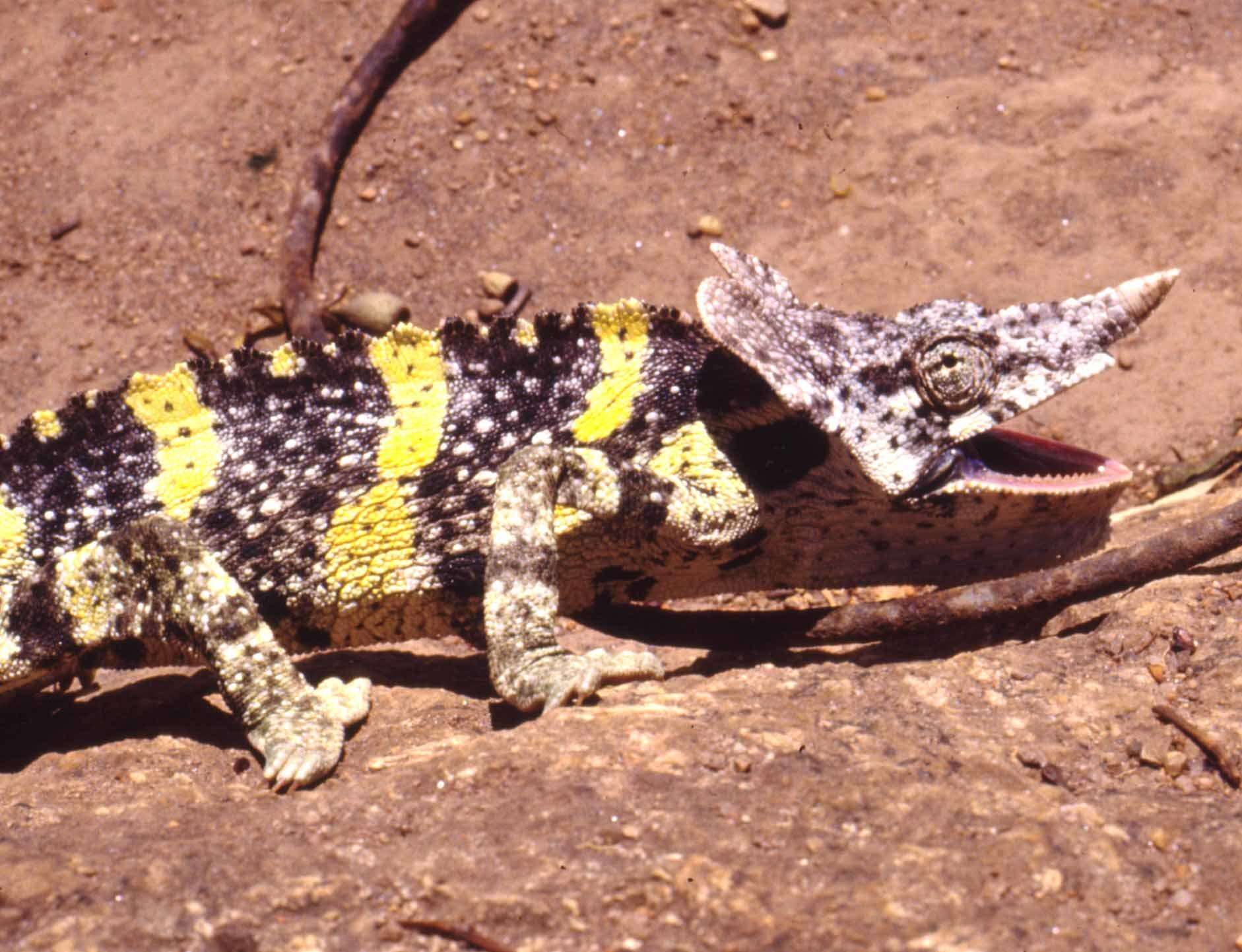 Image of Giant One-Horned Chameleon