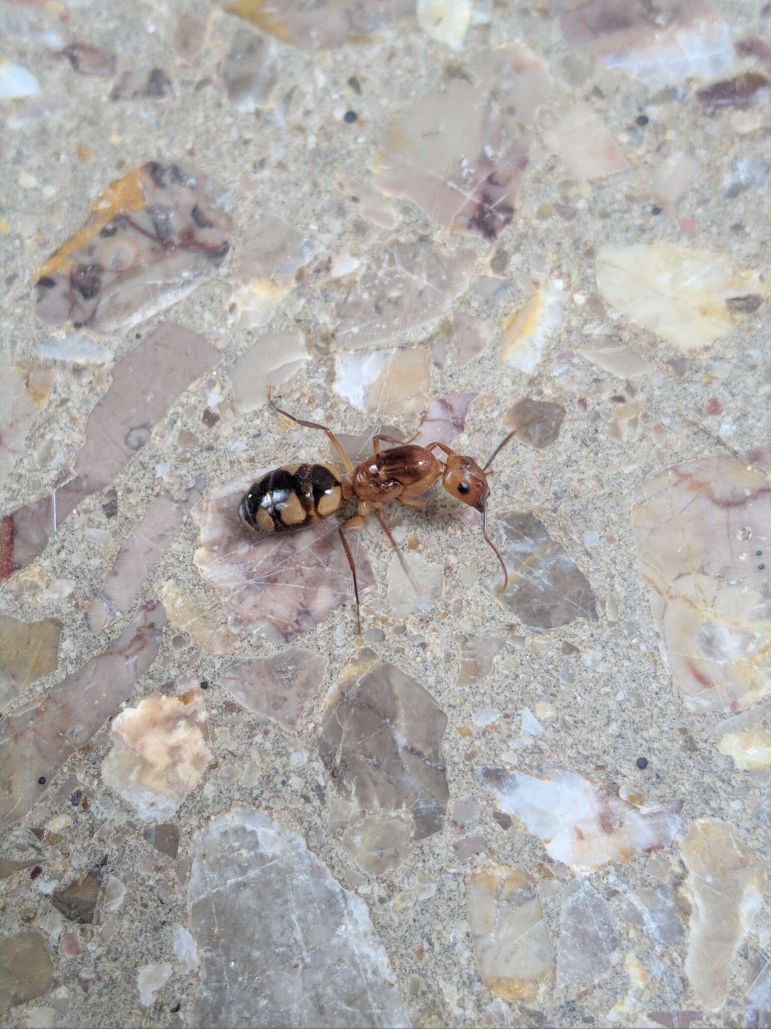 Image of Camponotus conspicuus (Smith 1858)