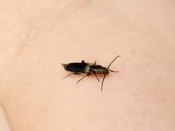 Image of Brown spruce longhorn beetle