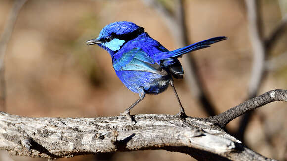 Image of Splendid Fairywren