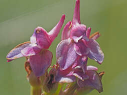 Image of Disa stricta Sond.